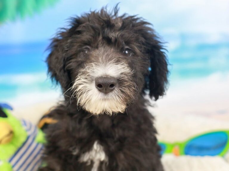 Sheepadoodle