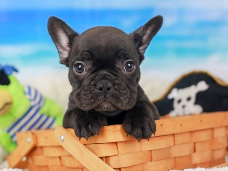 French Bulldog