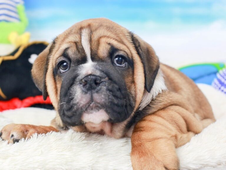 English Bulldog