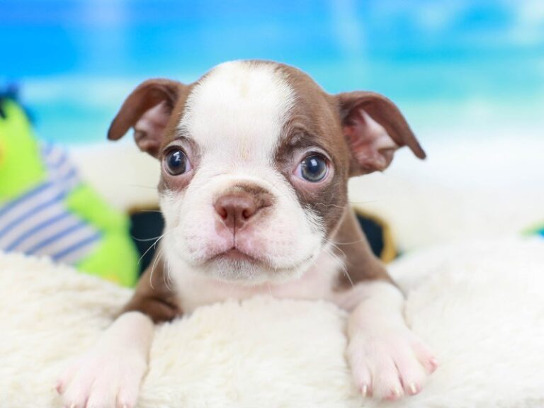 Boston Terrier