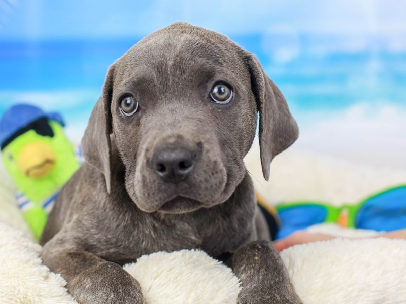 Cane Corso-Female--2811362-Animal Kingdom | Puppies N Love