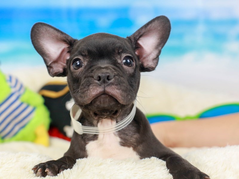 Frenchton-Male--2811392-Animal Kingdom | Puppies N Love