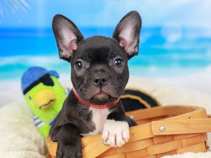 Frenchton-Female--2811395-Animal Kingdom | Puppies N Love