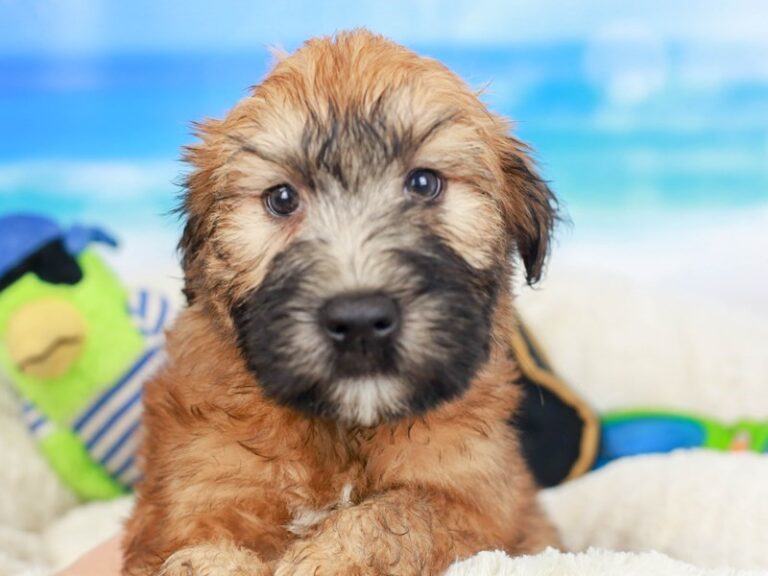 Soft Coated Wheaten Terrier