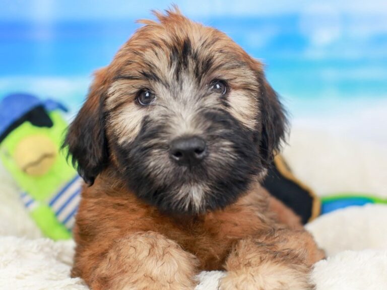 Soft Coated Wheaten Terrier