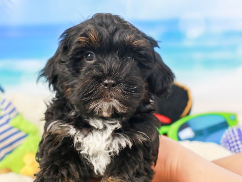 Hava Poo-Male--2810436-Animal Kingdom | Puppies N Love