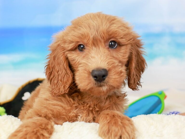 Mini Goldendoodle