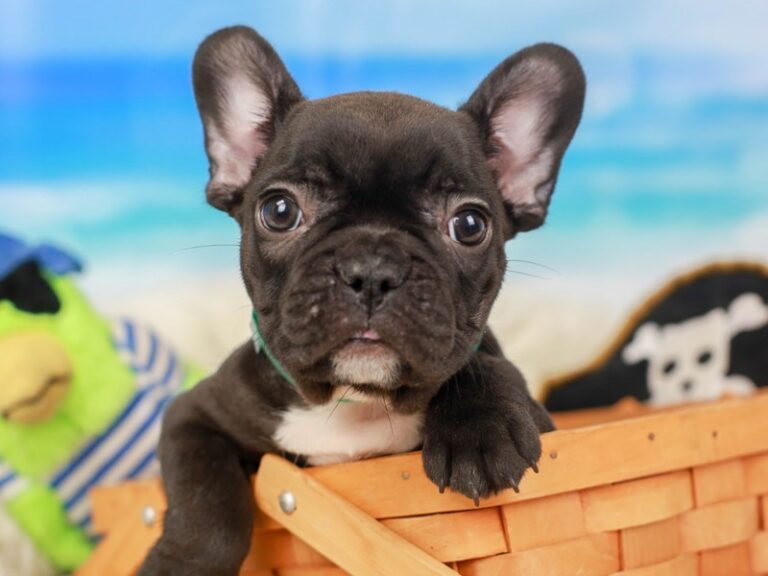 French Bulldog