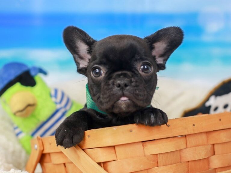 French Bulldog