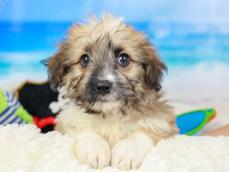 Aussie Ton-Female--2810761-Animal Kingdom | Puppies N Love