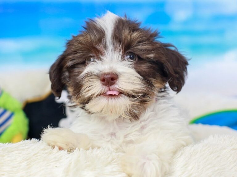 Havanese