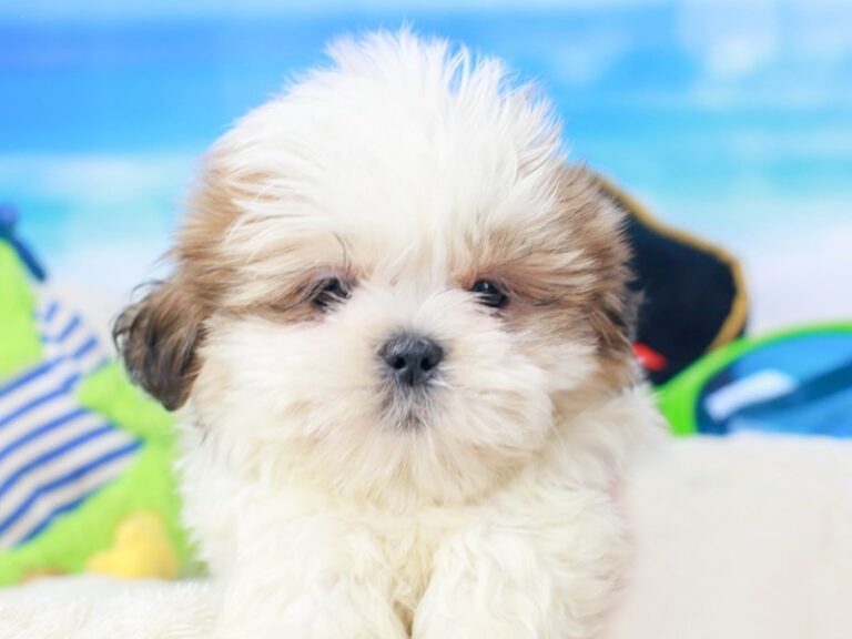 Shih Tzu