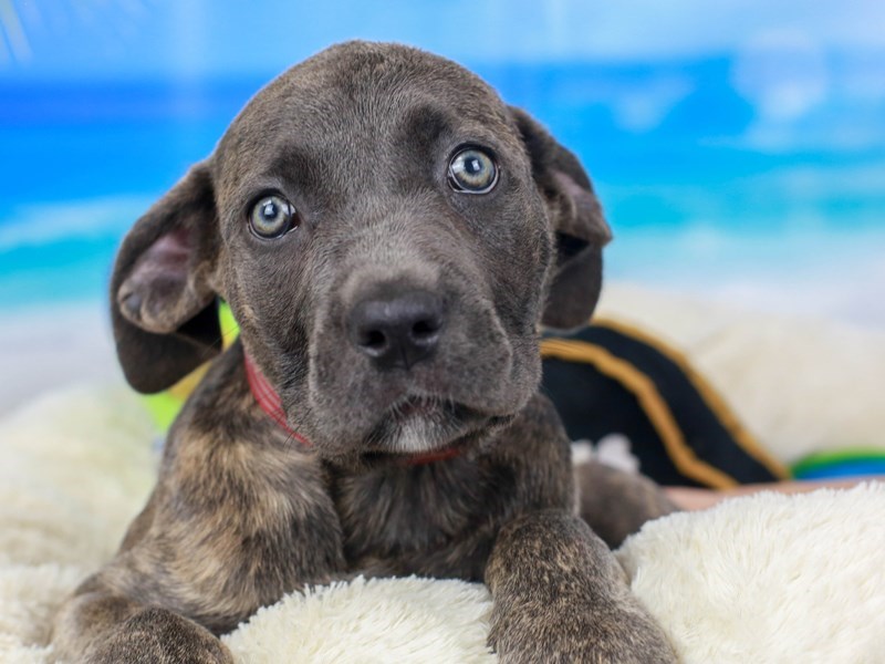 Cane Corso-Female--2811361-Animal Kingdom | Puppies N Love