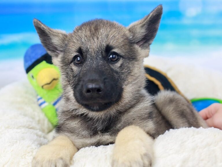 Norwegian Elkhound