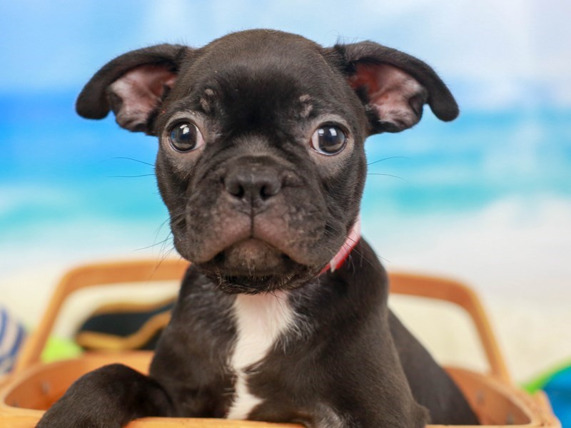 Frenchton-Female--2811393-Animal Kingdom | Puppies N Love