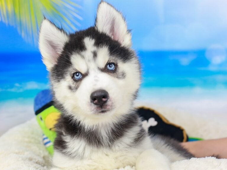 Siberian Husky