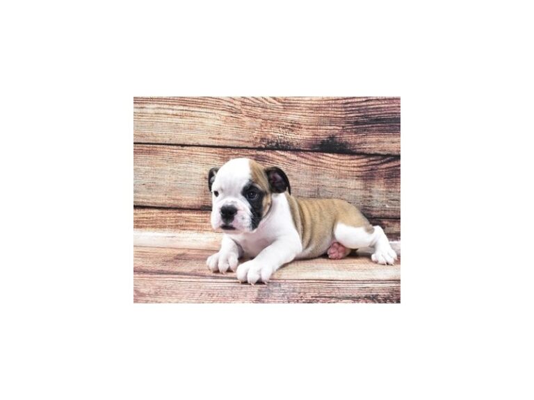 English Bulldog