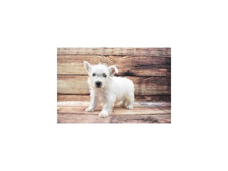 West Highland White Terrier
