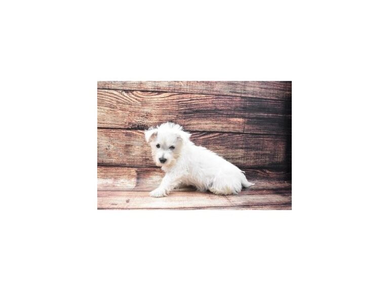 West Highland White Terrier