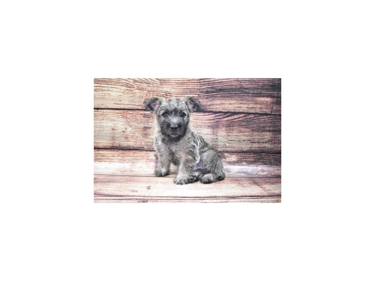 Cairn Terrier