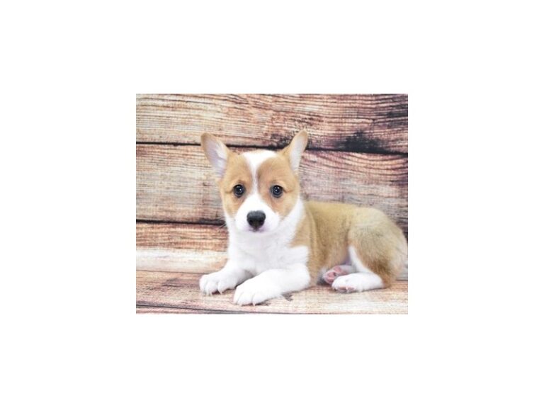 Pembroke Welsh Corgi