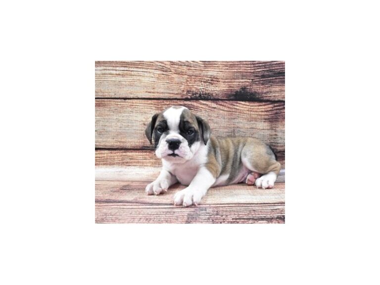English Bulldog