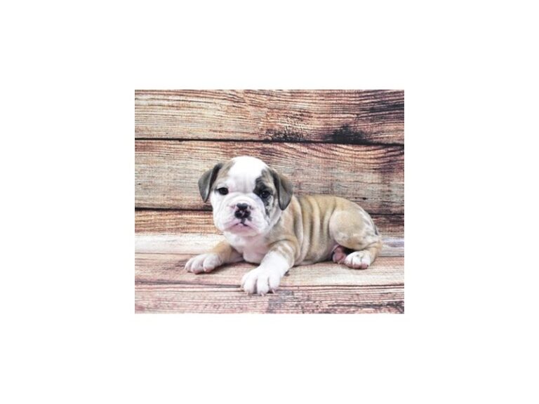 English Bulldog