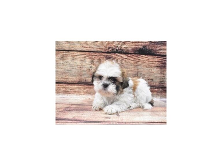 Shih Tzu