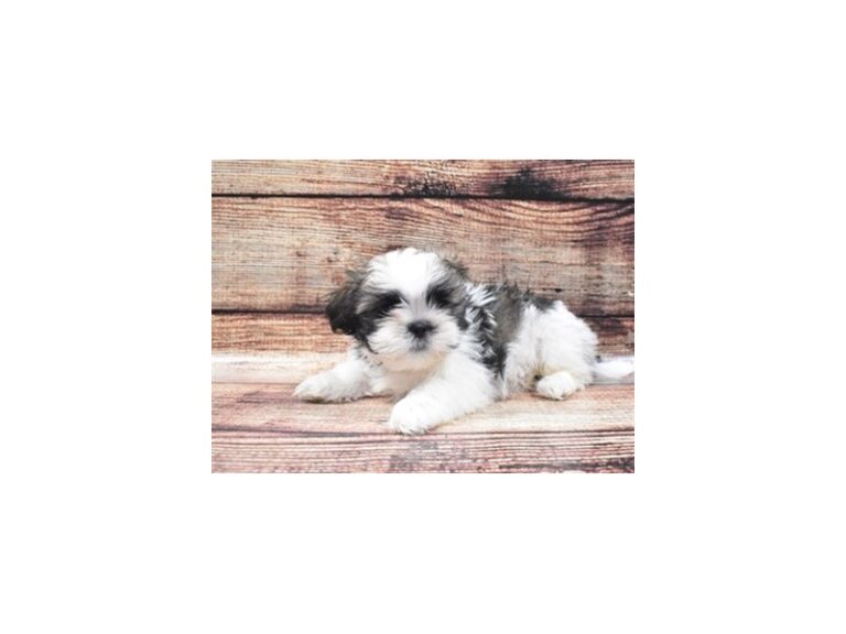 Shih Tzu