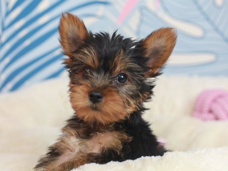 Yorkshire Terrier