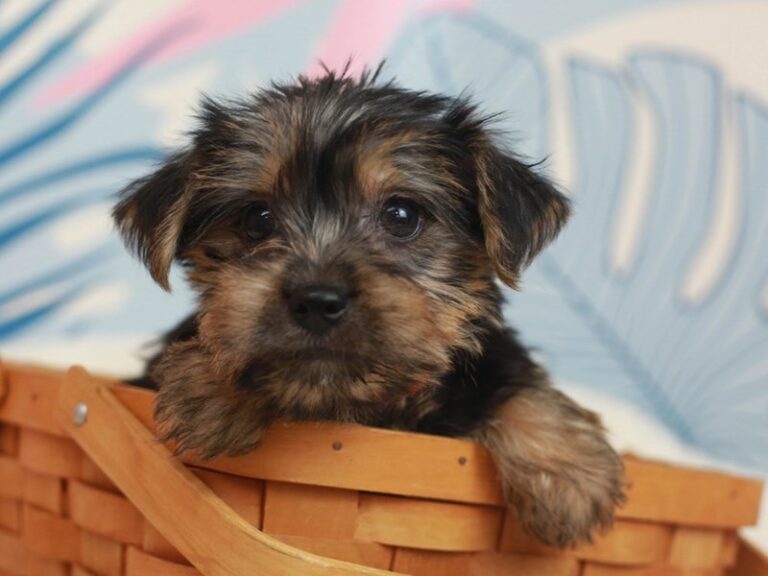 Biewer Yorkshire Terrier