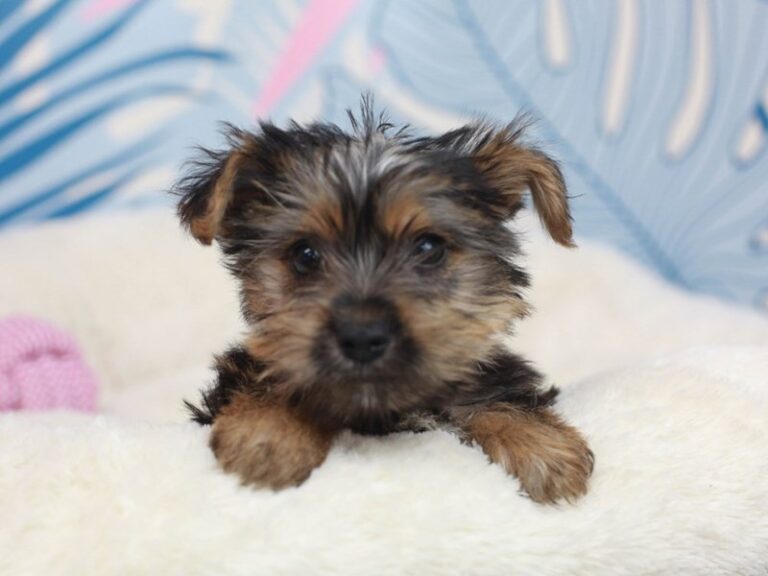 Biewer Yorkshire Terrier
