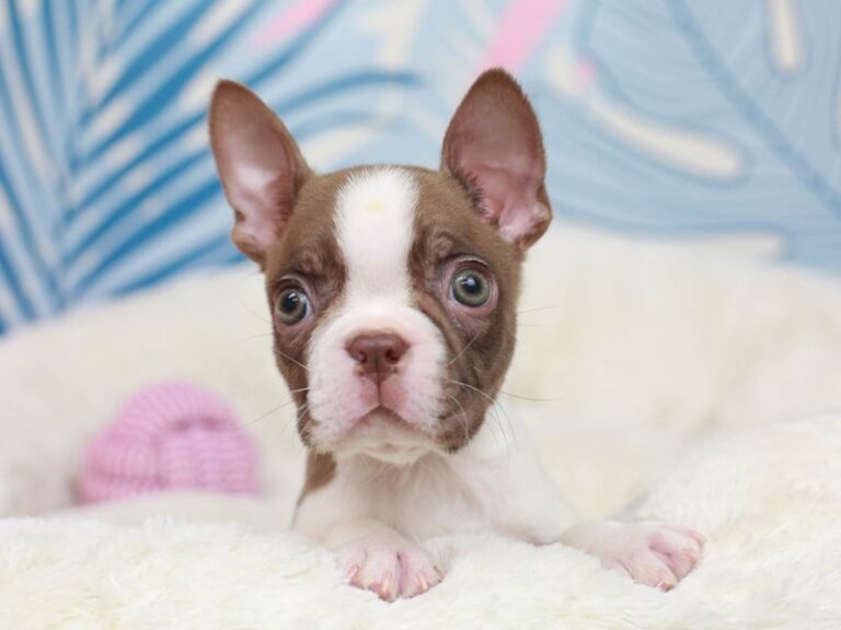 Boston Terrier