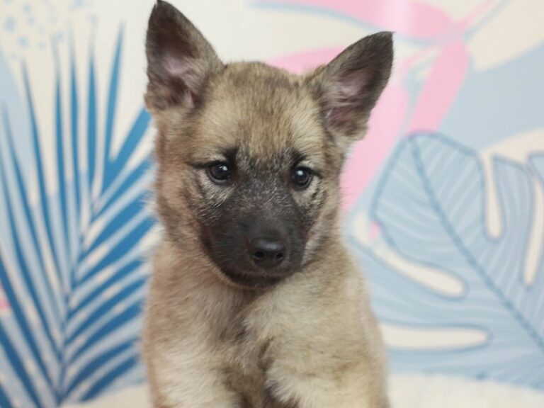 Norwegian Elkhound