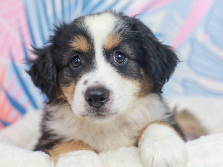 Mini American Shepherd