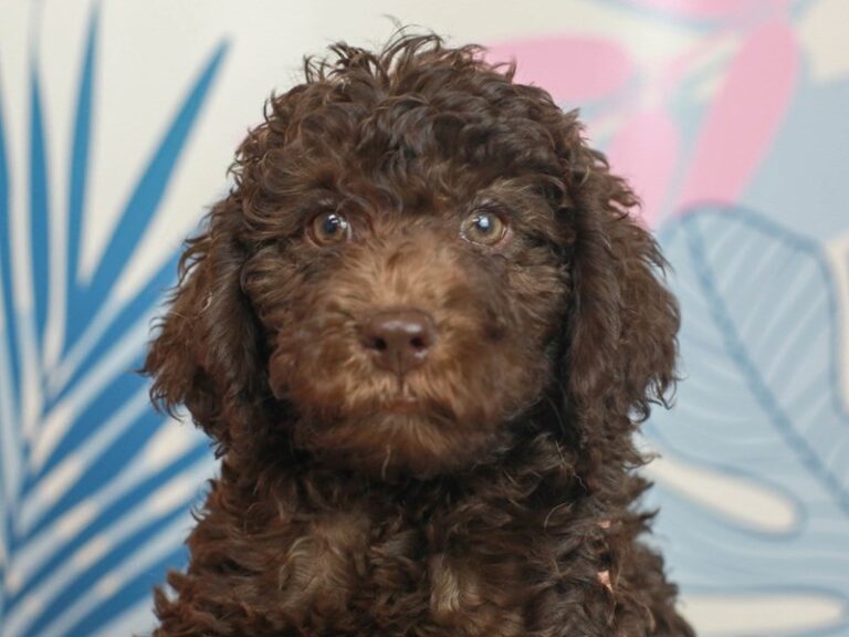 Mini Labradoodle