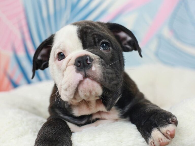 English Bulldog