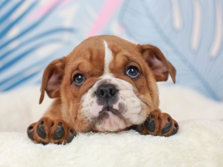 English Bulldog