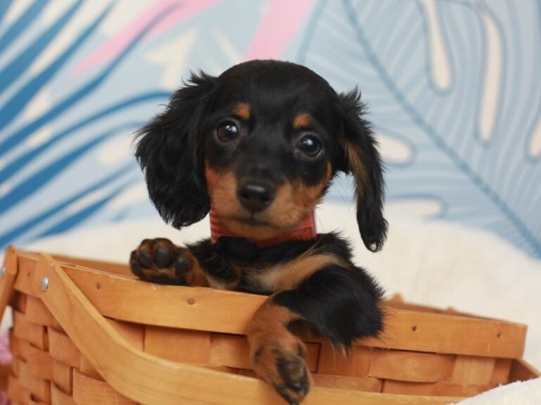 Dachshund