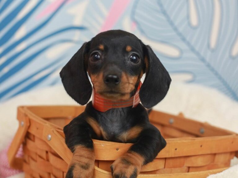 Dachshund
