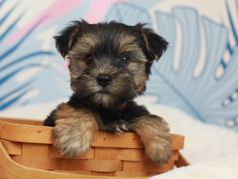 Biewer Yorkshire Terrier-Male--2819175-Animal Kingdom | Puppies N Love