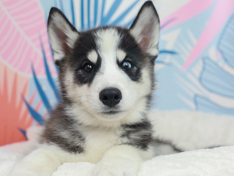 Samusky-Male--2819487-Animal Kingdom | Puppies N Love