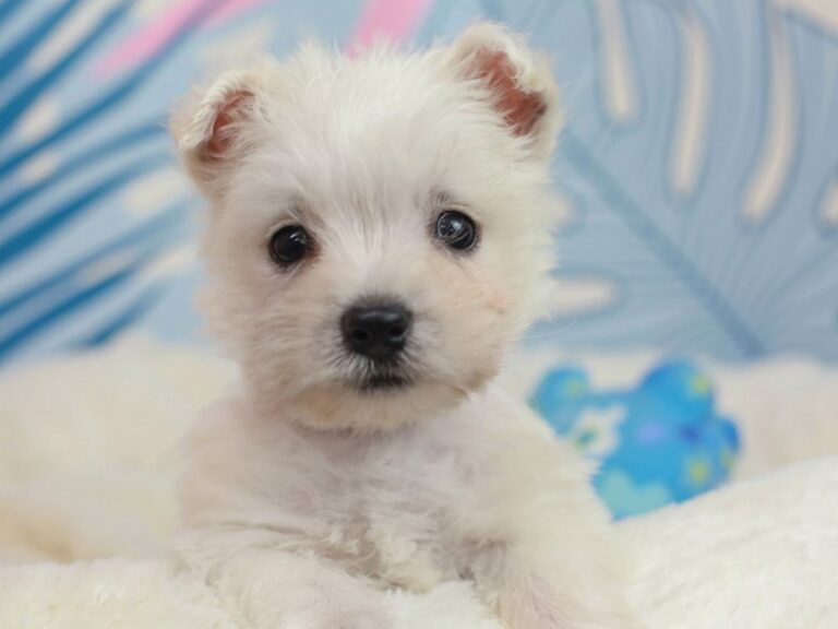 West Highland White Terrier