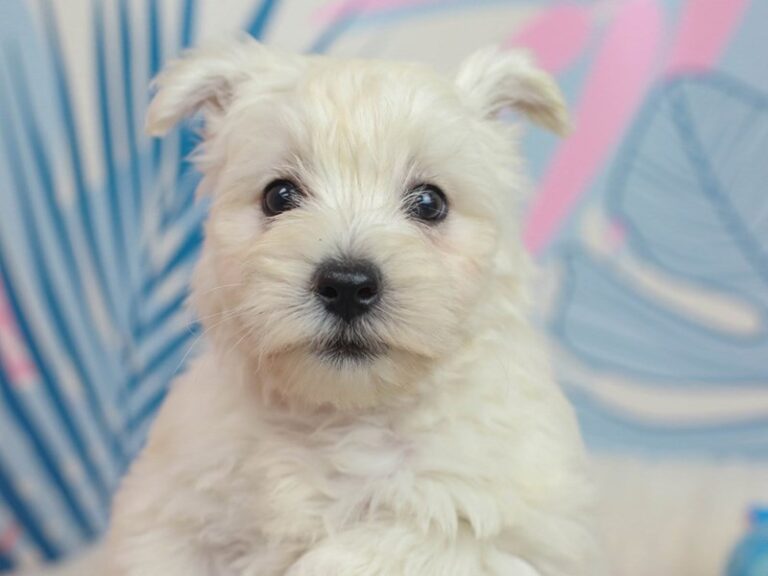 West Highland White Terrier
