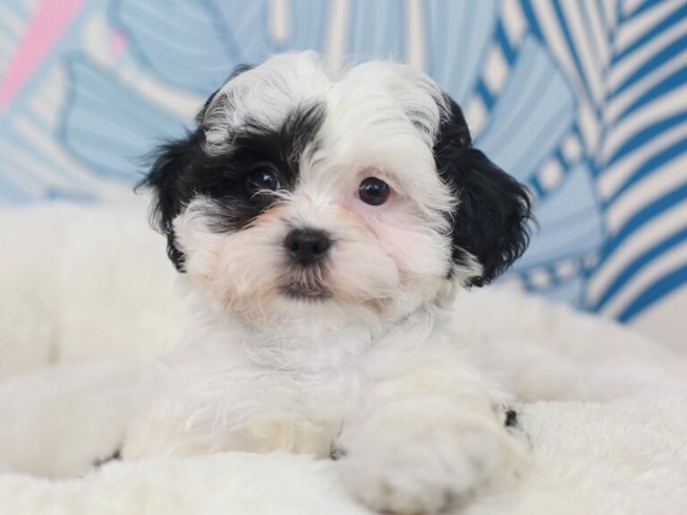 Shih Poo