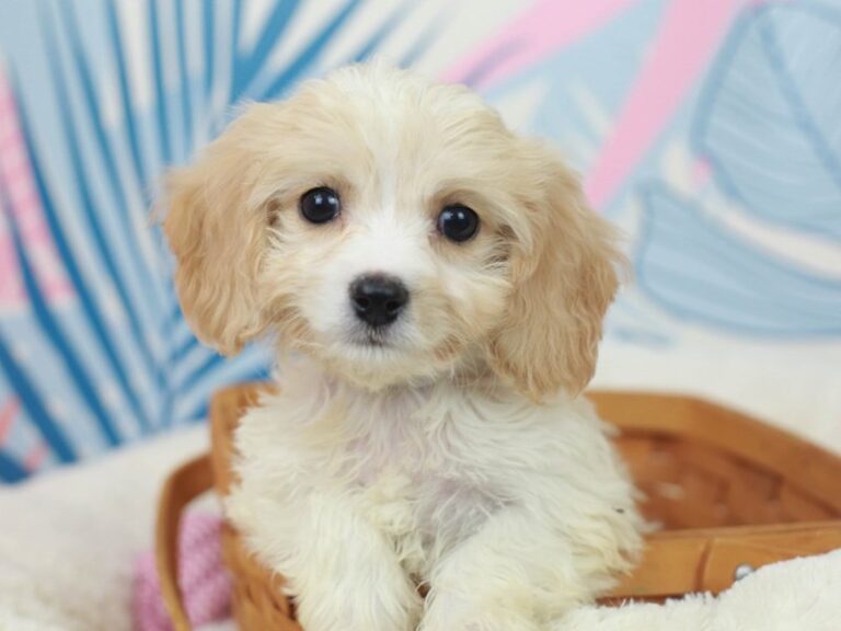 Cavachon