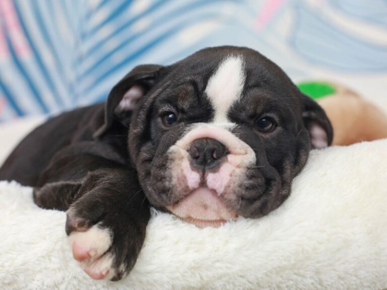 English Bulldog