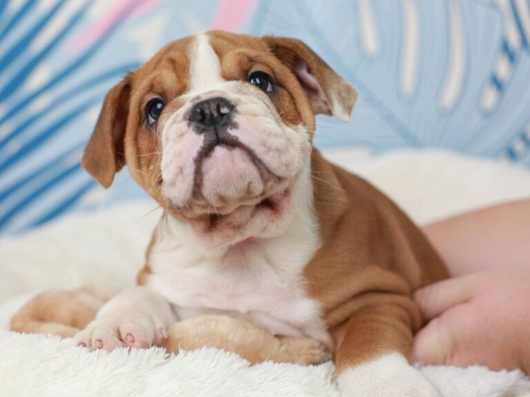 English Bulldog