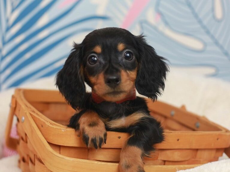 Dachshund