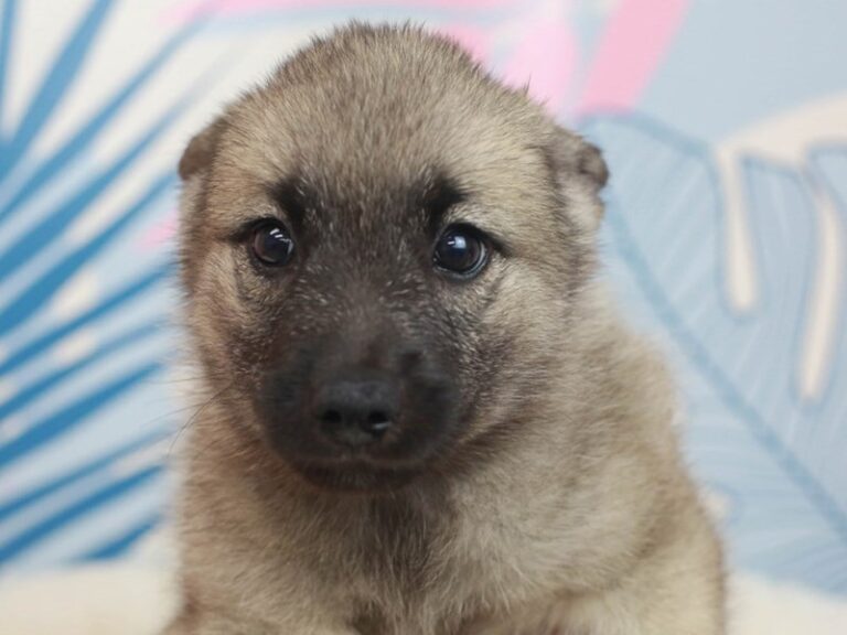 Norwegian Elkhound